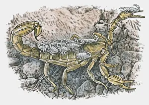 Illustration of a female Scorpion carrying young on back Illustration of a female Scorpion carrying young on back