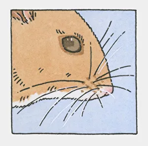 Illustration of field mouse head showing whiskers Illustration of field mouse head showing whiskers