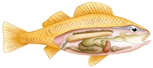Illustration of fish with cross section showing intestine, swim bladder, heart, liver, and kidney Illustration of fish with cross section showing intestine, swim bladder, heart, liver, and kidney