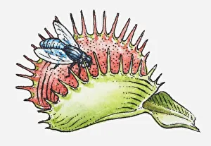 Illustration of fly on Dionaea muscipula (Venus Flytrap) Illustration of fly on Dionaea muscipula (Venus Flytrap)