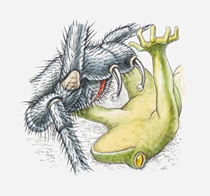 Illustration of frog being attacked by Funnel-web spider (Hadronyche sp.) exuding poison Illustration of frog being attacked by Funnel-web spider (Hadronyche sp.) exuding poison