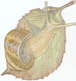 Illustration of Garden Snail (helix aspera), on decaying leaf Illustration of Garden Snail (helix aspera), on decaying leaf