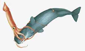 Illustration of Giant Squid (Architeuthis) attacking Sperm Whale (Physeter macrocephalus) Illustration of Giant Squid (Architeuthis) attacking Sperm Whale (Physeter macrocephalus)