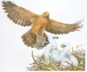 Illustration, Golden Eagle (Aquila chrysaetos) with Rabbit clutched in its talons gliding down towards white Chicks Illustration, Golden Eagle (Aquila chrysaetos) with Rabbit clutched in its talons gliding down towards white Chicks