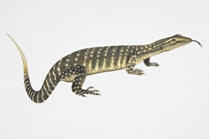 Illustration, Goulds Monitor or Sand Goanna (Varanus gouldii), side view Illustration, Goulds Monitor or Sand Goanna (Varanus gouldii), side view