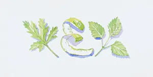 Illustration of green geranium and lemon balm leaves, and bergamot orange peel Illustration of green geranium and lemon balm leaves, and bergamot orange peel