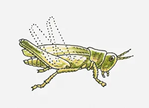 Illustration of green Grasshopper (Caelifera) Illustration of green Grasshopper (Caelifera)
