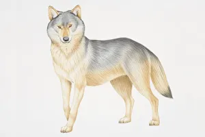Illustration, Grey Wolf (canis lupus) standing Illustration, Grey Wolf (canis lupus) standing