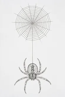 Illustration, hairy spider at end of thread dangling from cobweb Illustration, hairy spider at end of thread dangling from cobweb