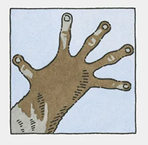 Illustration of hand of Brown Greater Galago (Otolemur crassicaudatus) Illustration of hand of Brown Greater Galago (Otolemur crassicaudatus)
