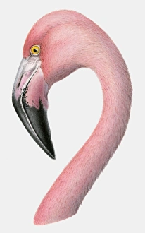 Illustration of the head of a Greater flamingo (Phoenicopterus roseus) Illustration of the head of a Greater flamingo (Phoenicopterus roseus)