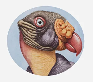 Illustration of the head of a King vulture (Sarcoramphus papa) with distinctive beak Illustration of the head of a King vulture (Sarcoramphus papa) with distinctive beak