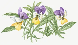 Illustration of Heartsease (Viola tricolor), a wild pansy with purple, yellow and white flowers and green leaves Illustration of Heartsease (Viola tricolor), a wild pansy with purple, yellow and white flowers and green leaves