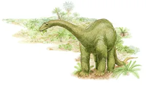 Illustration of a herbivorous diplodocus dinosaur feeding on leaves Illustration of a herbivorous diplodocus dinosaur feeding on leaves