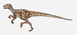 Illustration of Heterodontosaurus bipedal dinosaur Illustration of Heterodontosaurus bipedal dinosaur