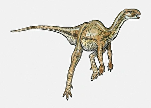 Illustration of Heterodontosaurus ornithischian dinosaur Illustration of Heterodontosaurus ornithischian dinosaur