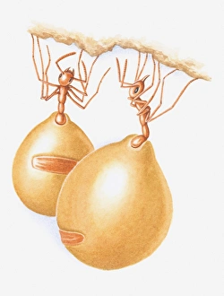 Illustration of honeypot ants with enlarged (plerergate) abdomen Illustration of honeypot ants with enlarged (plerergate) abdomen