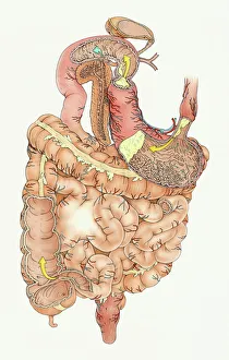 Collections/dorling kindersley prints/illustration human digestive system Collections/dorling kindersley prints/illustration human digestive system