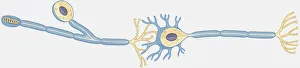 Illustration of human nerve cell cross section showing dendrite, soma, axon, nucleus Illustration of human nerve cell cross section showing dendrite, soma, axon, nucleus