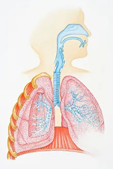Illustration of human respiratory system showing oral cavity, and nasal cavity, larynx, trachea, bronchus, and lungs Illustration of human respiratory system showing oral cavity, and nasal cavity, larynx, trachea, bronchus, and lungs