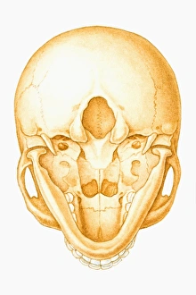 Illustration of human skull, seen from below Illustration of human skull, seen from below