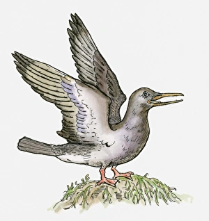 Illustration of an Ichthyornis, a bird from the Cretaceous period Illustration of an Ichthyornis, a bird from the Cretaceous period