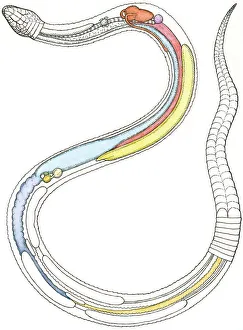 Illustration of internal organs of a snake including heart, lung, intestines, pancreas, kidney and testis Illustration of internal organs of a snake including heart, lung, intestines, pancreas, kidney and testis