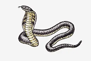 Illustration of King Cobra (Ophiophagus hannah) Illustration of King Cobra (Ophiophagus hannah)