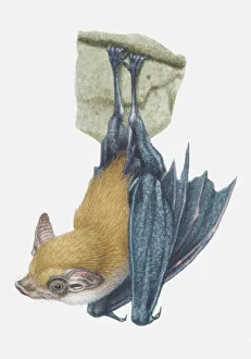 Illustration, Kittis Hog-nosed Bat (Craseonycteris thonglongyai) hanging upside down, side view Illustration, Kittis Hog-nosed Bat (Craseonycteris thonglongyai) hanging upside down, side view