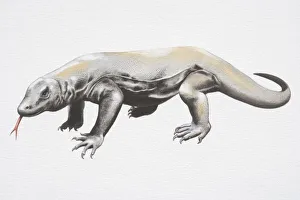 Illustration, Komodo Dragon (varanus komodoensis), side view Illustration, Komodo Dragon (varanus komodoensis), side view