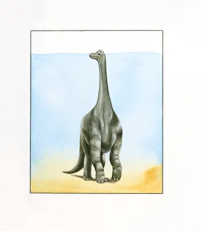 Illustration of large Barosaurus dinosaur walking underwater with top of head peeking above surface on long neck Illustration of large Barosaurus dinosaur walking underwater with top of head peeking above surface on long neck