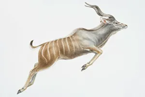 Collections/dorling kindersley prints/illustration leaping nyala tragelaphus angasii Collections/dorling kindersley prints/illustration leaping nyala tragelaphus angasii