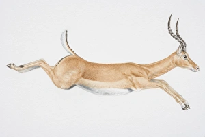 Illustration, leaping Springbok (Antidorcas marsupialis), side view Illustration, leaping Springbok (Antidorcas marsupialis), side view