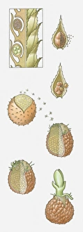 Illustration of the life cycle of a Selaginella sp. (Heterosporous clubmoss) Illustration of the life cycle of a Selaginella sp. (Heterosporous clubmoss)