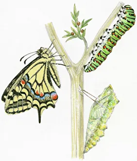 Illustration of life cycle of Swallowtail Butterfly (Papilio machaon) from pupa and caterpillar, to adult butterfly Illustration of life cycle of Swallowtail Butterfly (Papilio machaon) from pupa and caterpillar, to adult butterfly