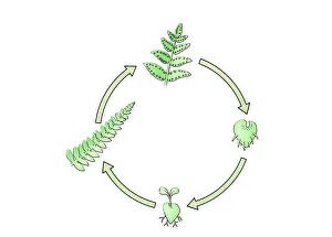 Illustration of lifecylce of fern from seedling to frond Illustration of lifecylce of fern from seedling to frond