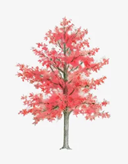 Illustration of Liquidambar (Sweet Gum) tree Illustration of Liquidambar (Sweet Gum) tree
