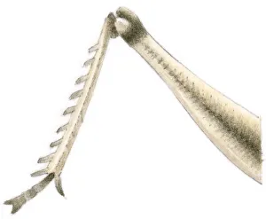 Illustration of locust leg showing knee joint used for jumping Illustration of locust leg showing knee joint used for jumping