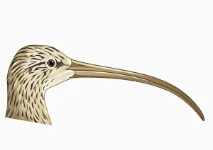 Illustration of Long-billed Curlew (Numenius americanus), profile showing long curved beak Illustration of Long-billed Curlew (Numenius americanus), profile showing long curved beak