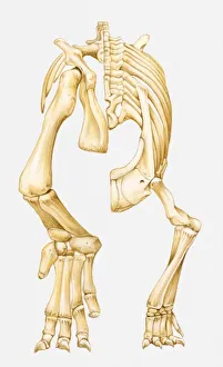 Illustration of the lower skeleton of an Euparkeria, a theocodont archosaur, Early Triassic period Illustration of the lower skeleton of an Euparkeria, a theocodont archosaur, Early Triassic period