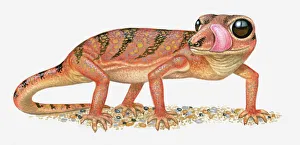 Illustration of Madagascar Ground Gecko (Paroedura pictus) standing with tongue out Illustration of Madagascar Ground Gecko (Paroedura pictus) standing with tongue out