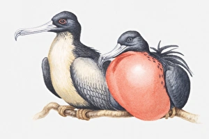 Illustration of male and female Magnificent frigatebirds (Fregata magnificens Illustration of male and female Magnificent frigatebirds (Fregata magnificens