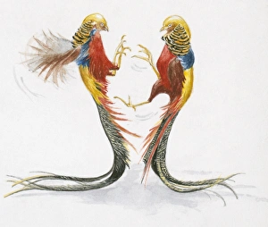 Illustration of two male Golden Pheasant or Chinese Pheasant (Chrysolophus pictus) Illustration of two male Golden Pheasant or Chinese Pheasant (Chrysolophus pictus)