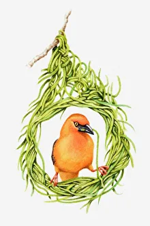 Illustration of male weaver bird building nest Illustration of male weaver bird building nest