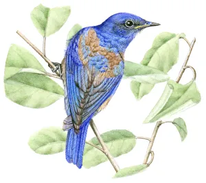 Illustration of male Western Bluebird (Sialia mexicana) perched on narrow stem with green Illustration of male Western Bluebird (Sialia mexicana) perched on narrow stem with green