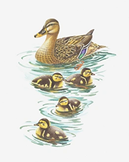 Illustration of mallard duck with ducklings Illustration of mallard duck with ducklings