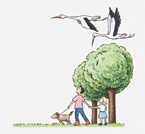 Illustration of a man, girl and dog walking near some trees, looking up at a couple of storks flying past Illustration of a man, girl and dog walking near some trees, looking up at a couple of storks flying past