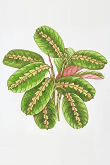 Illustration, Maranta leuconeura Erythroneura, Herringbone Plant, oblong green leaves veined with red Illustration, Maranta leuconeura Erythroneura, Herringbone Plant, oblong green leaves veined with red