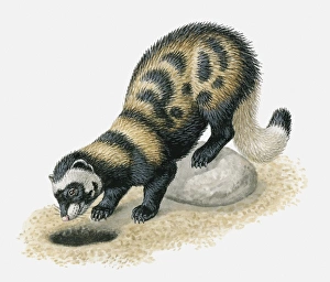 Illustration of Marbled Polecat (Vormela peregusna) looking in burrow Illustration of Marbled Polecat (Vormela peregusna) looking in burrow