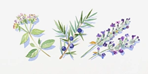Illustration of marjoram leaves and flowers on stem, juniper berries and leaves on stem, and lavender flowers on stem Illustration of marjoram leaves and flowers on stem, juniper berries and leaves on stem, and lavender flowers on stem